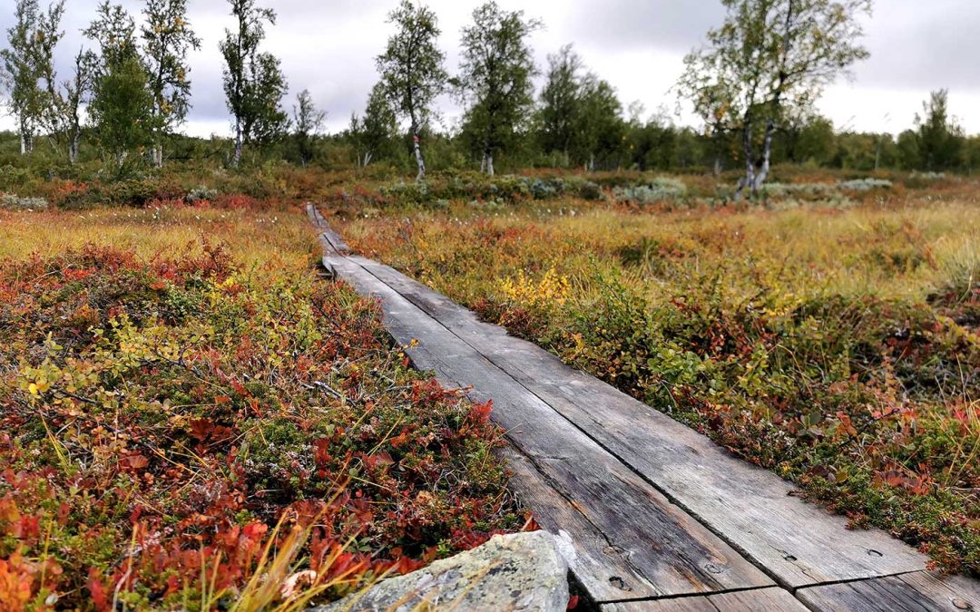 Underhållet på statliga leder ska bli bättre