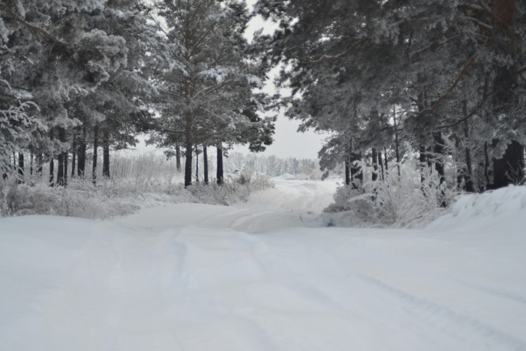 snow covered trees during daytime