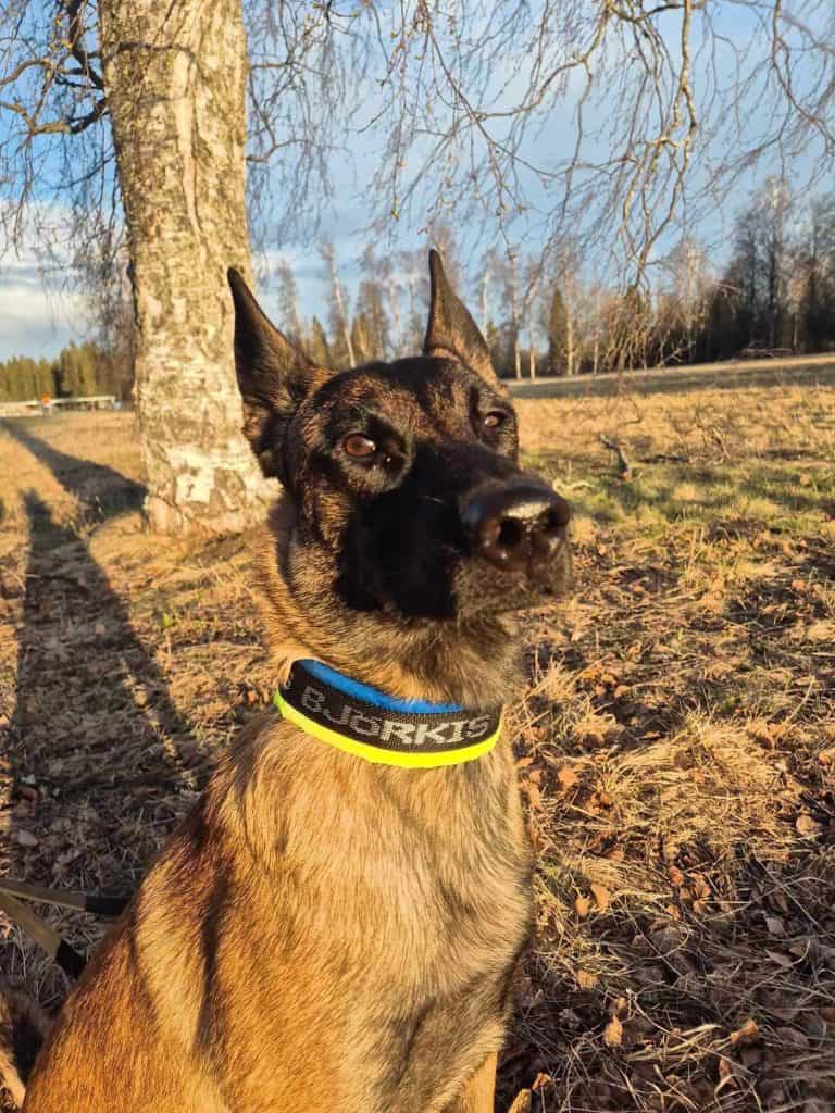 Porträttbild av en mallinois med ett brett halsband på. Hunden tittar lite vid sidan av fotografen. 