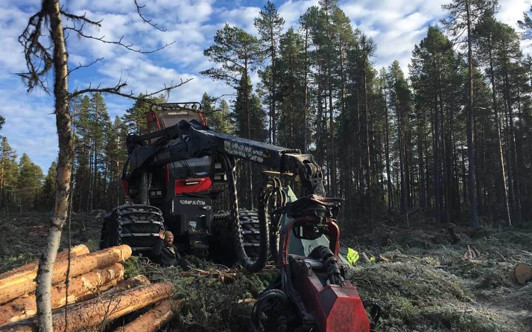 Skogsaktivister fortsätter kampen för skogen