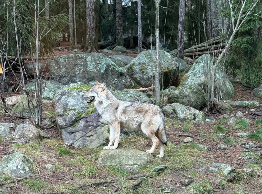 En varg i stenig miljö. Vargen är på väg att ta ett steg framåt, den har öppen mun och tungan hänger lite utanför. 