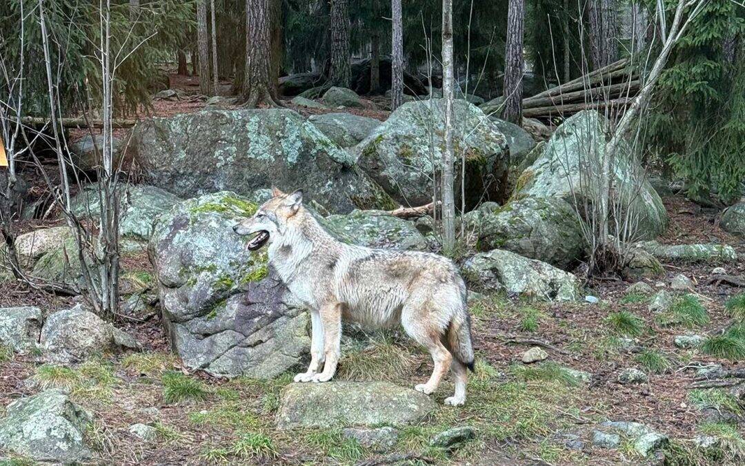 Vargspår i tre samebyar i Arjeplog