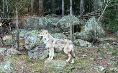 Vargspår i tre samebyar i Arjeplog