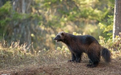 Skyddsjaktsansökan avslogs trots hög järvtäthet